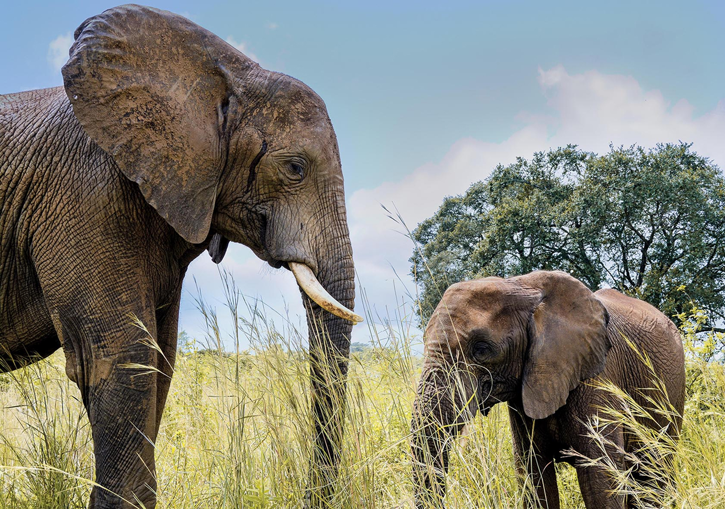 Elephants grazing in the lowveld near 606 Guest House